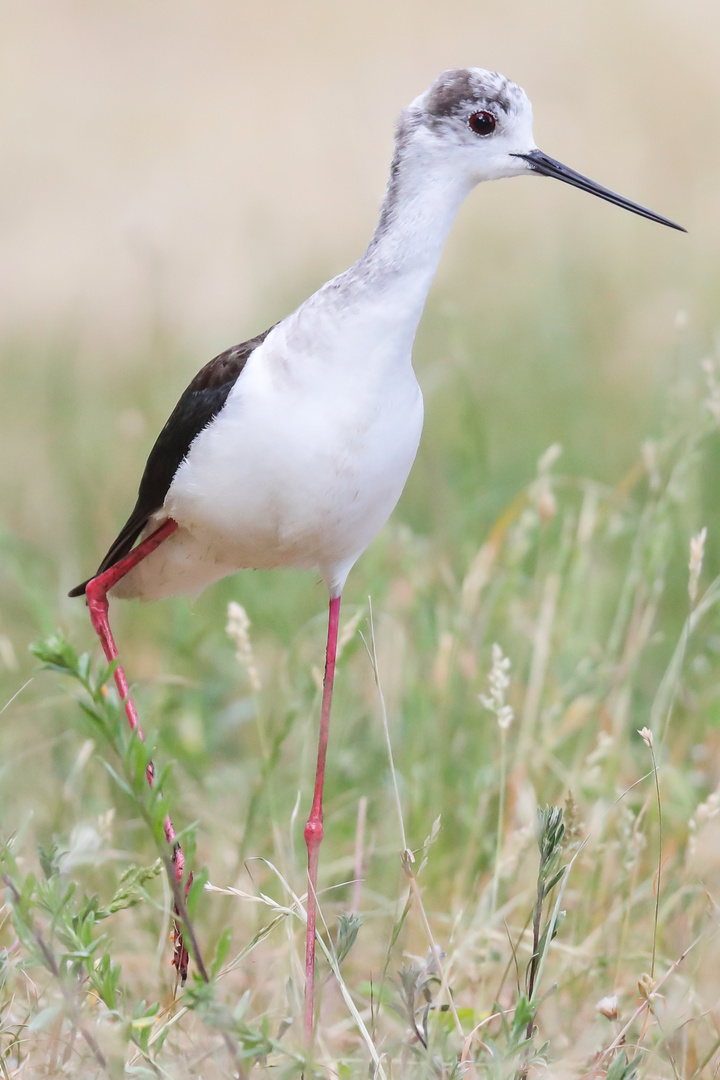  Stelzenläufer (Himantopus himantopus)