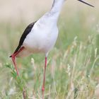  Stelzenläufer (Himantopus himantopus)