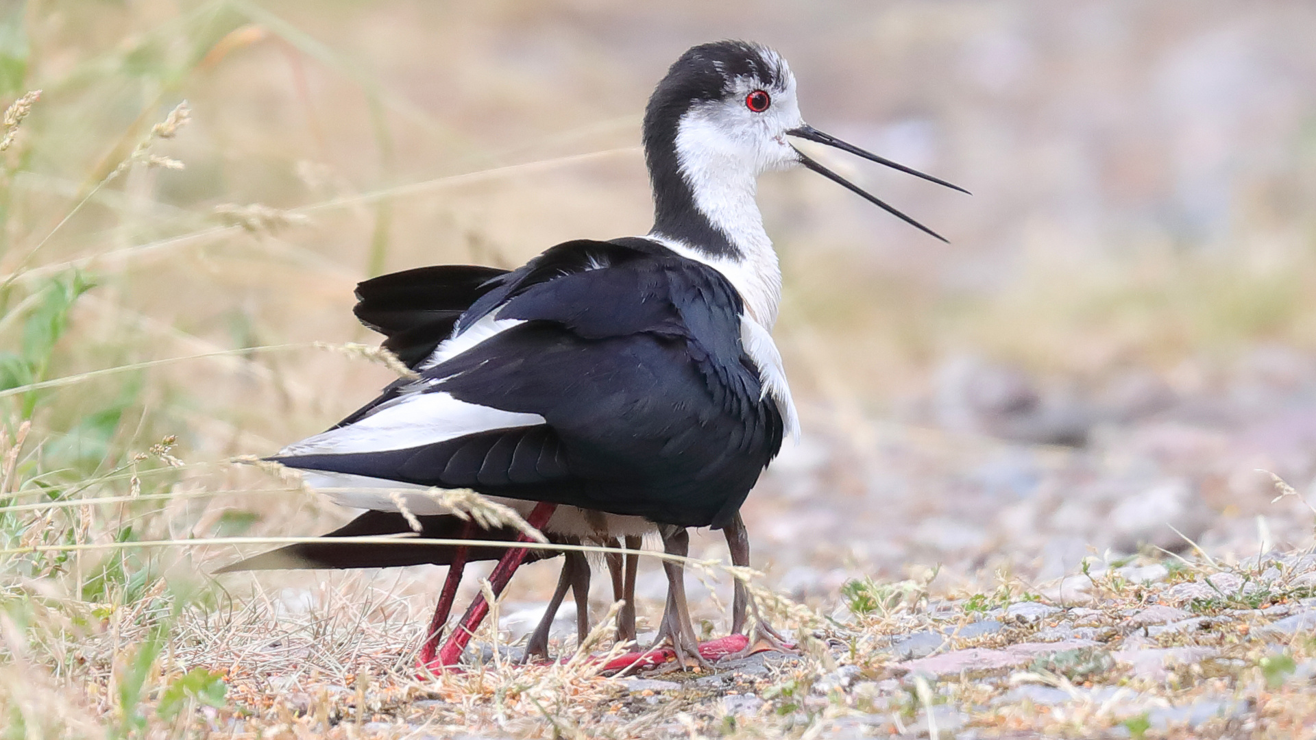 Stelzenläufer (Himantopus himantopus)