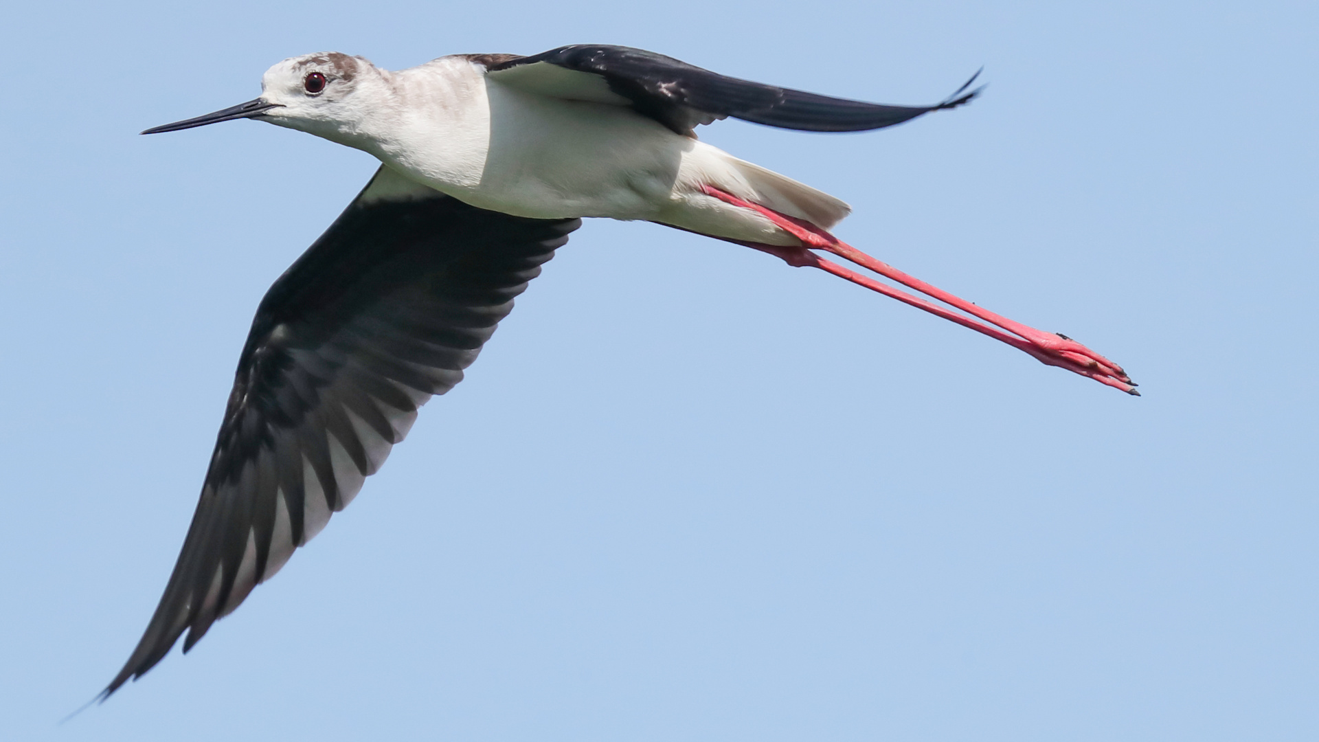 Stelzenläufer (Himantopus himantopus)