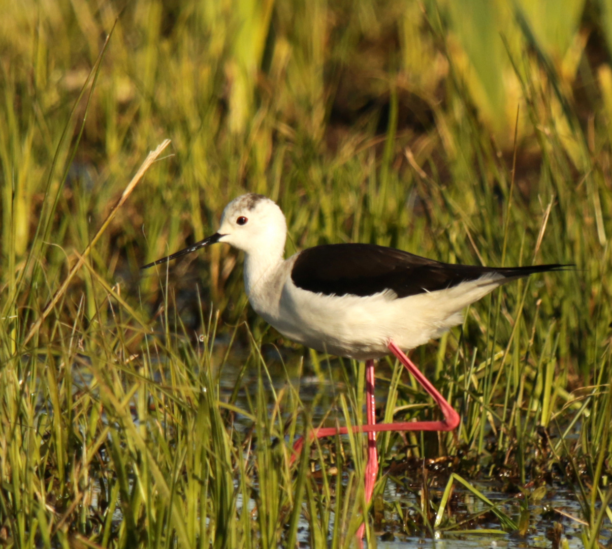 Stelzenläufer (Himantopus himantopus)