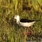 Stelzenläufer (Himantopus himantopus)