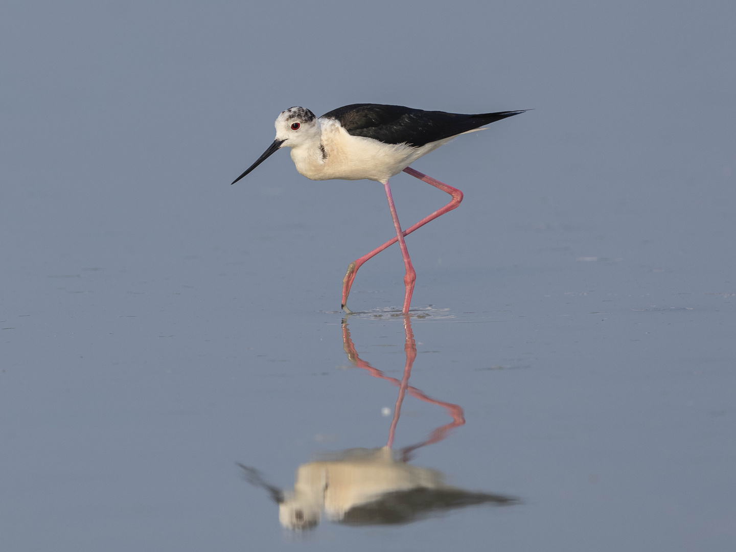 STELZENLÄUFER (Himantopus himantopus)