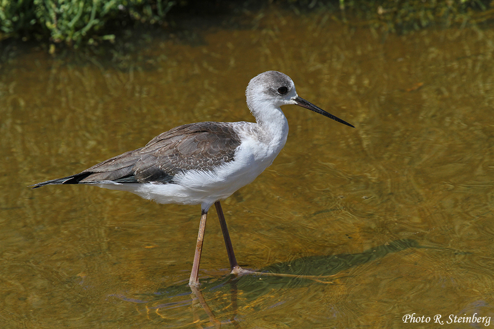 Stelzenläufer (Himantopus himantopus )