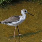 Stelzenläufer (Himantopus himantopus )