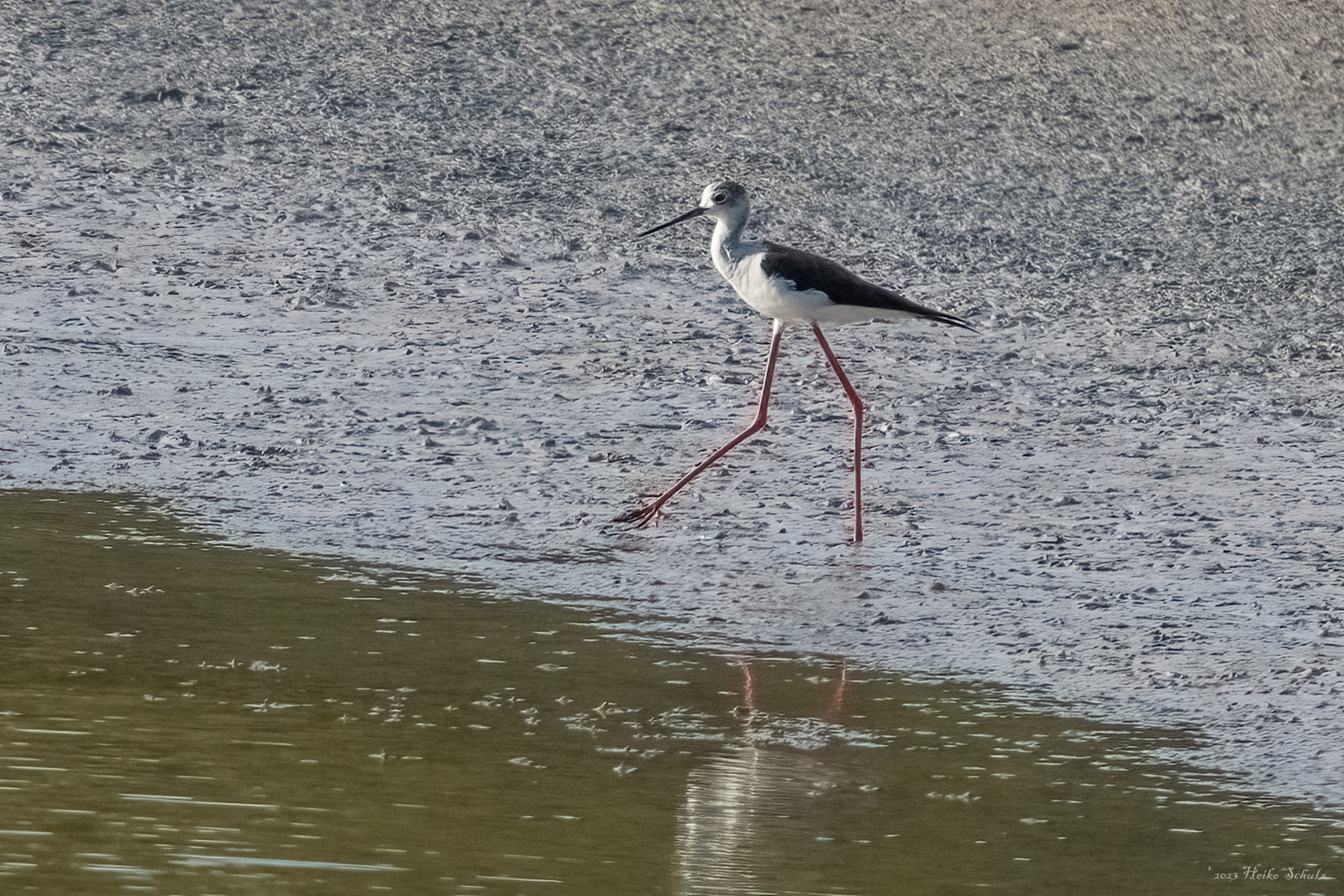 Stelzenläufer - Himantopus himantopus -