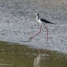 Stelzenläufer - Himantopus himantopus -