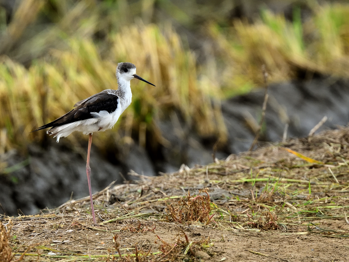 Stelzenläufer (Himantopus himantopus), Black-winged stilt, Cigüeñuela común