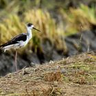 Stelzenläufer (Himantopus himantopus), Black-winged stilt, Cigüeñuela común