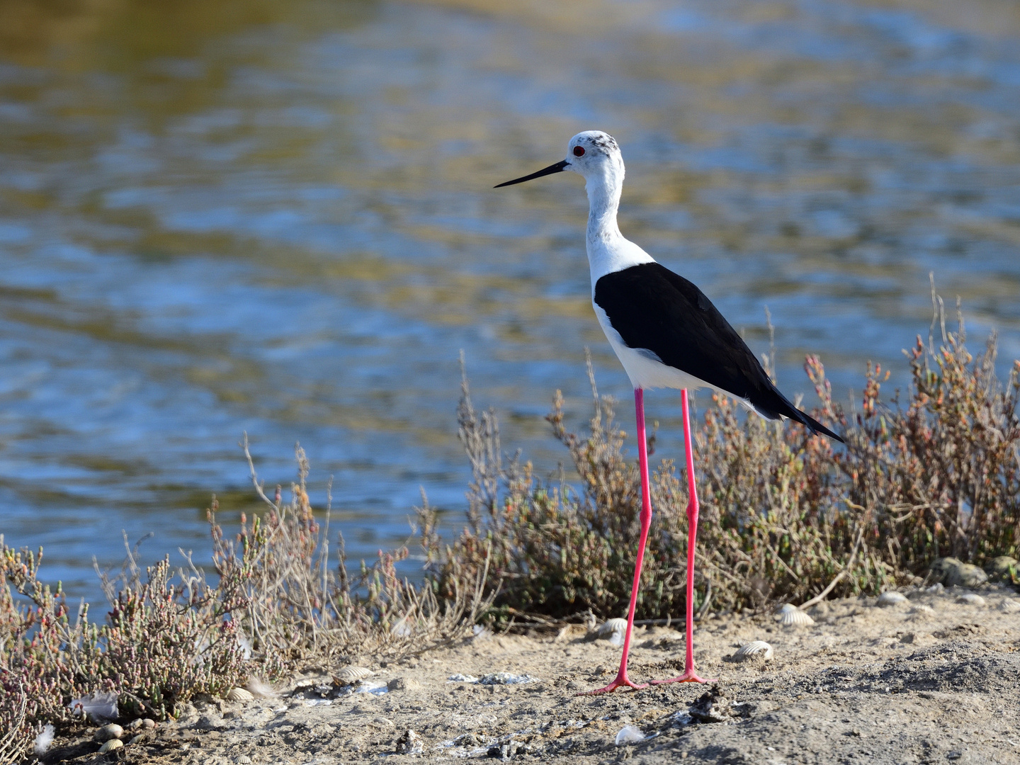 Stelzenläufer (Himantopus himantopus), Black-winged stilt, Cigüeñuela común 