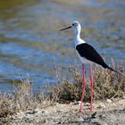 Stelzenläufer (Himantopus himantopus), Black-winged stilt, Cigüeñuela común 