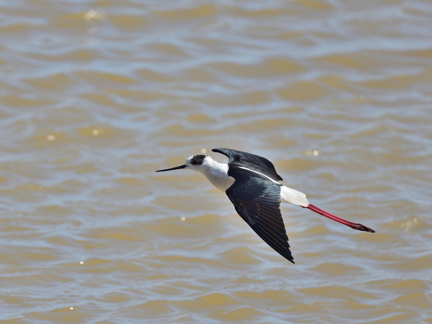 Stelzenläufer (Himantopus himantopus), Black-winged stilt, Cigüeñuela común 