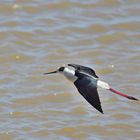 Stelzenläufer (Himantopus himantopus), Black-winged stilt, Cigüeñuela común 