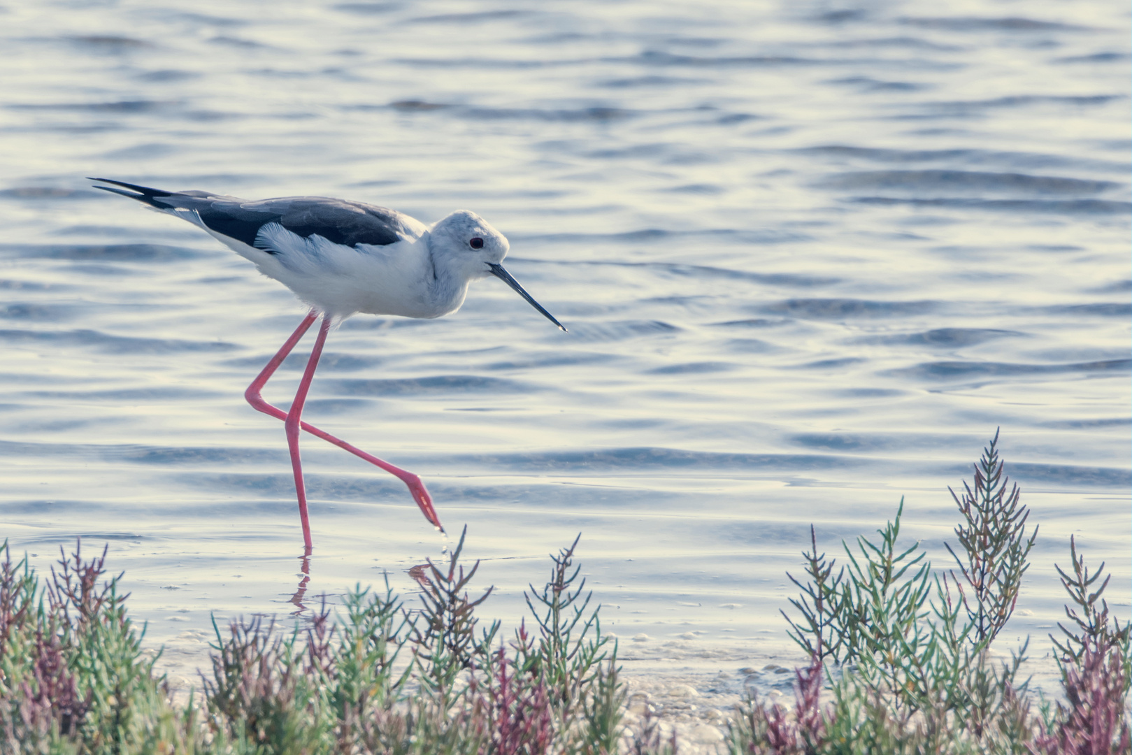 Stelzenläufer (Himantopus himantopus), Costa de la Luz, Spanien