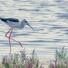 Stelzenläufer (Himantopus himantopus), Costa de la Luz, Spanien