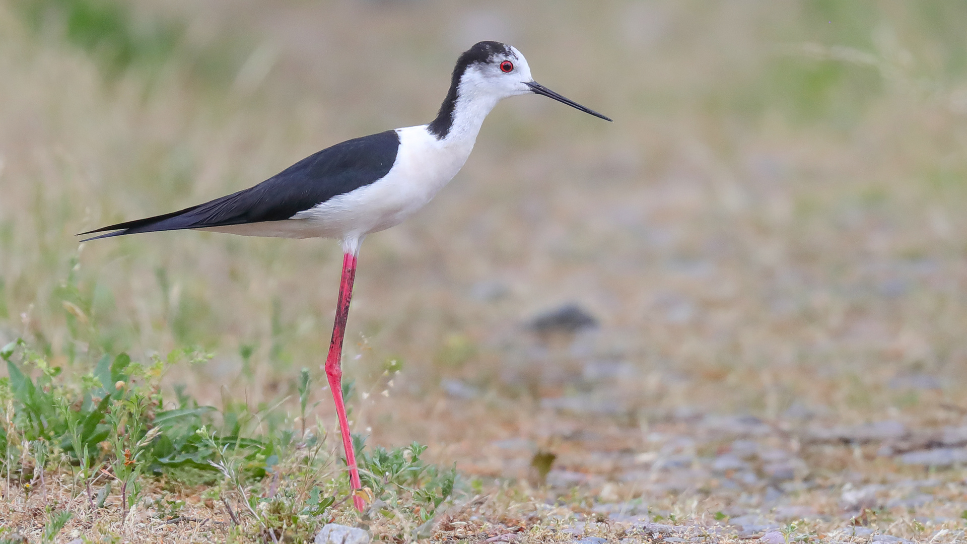  Stelzenläufer (Himantopus himantopus)