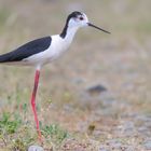  Stelzenläufer (Himantopus himantopus)