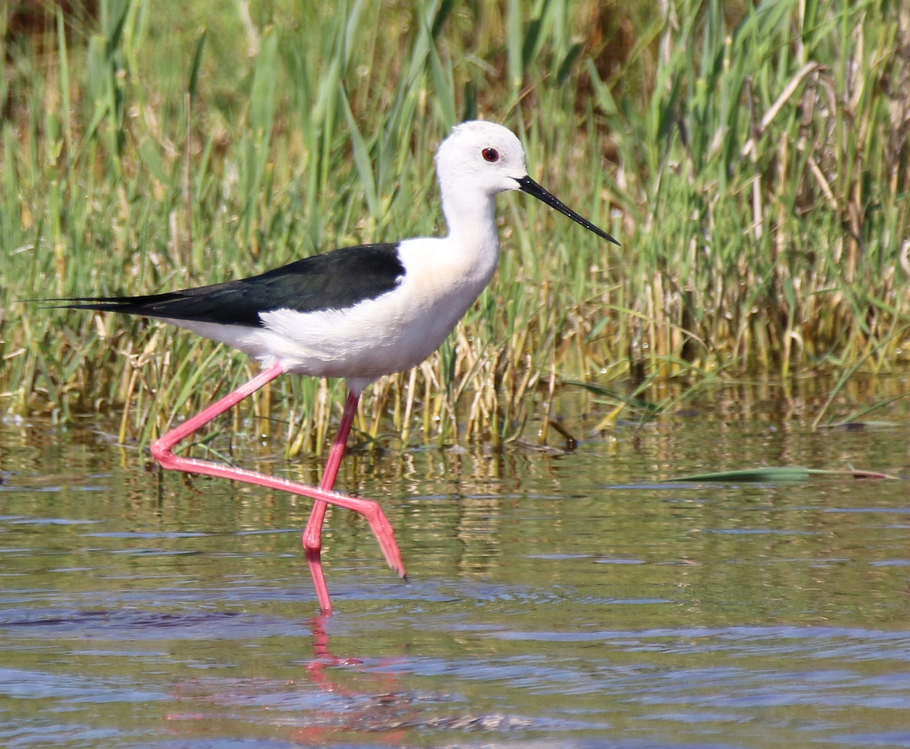 Stelzenläufer (Himantopus himantopus)