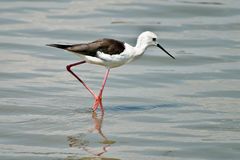 Stelzenläufer (Himantopus himantopus)