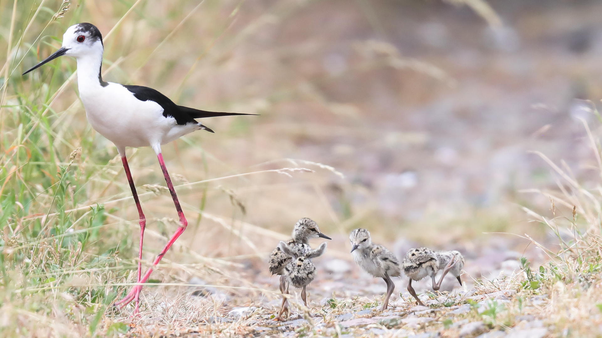 Stelzenläufer (Himantopus himantopus)