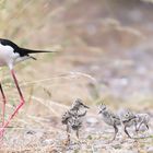 Stelzenläufer (Himantopus himantopus)