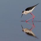 Stelzenläufer (Himantopus himantopus) im Gebiet Hölle