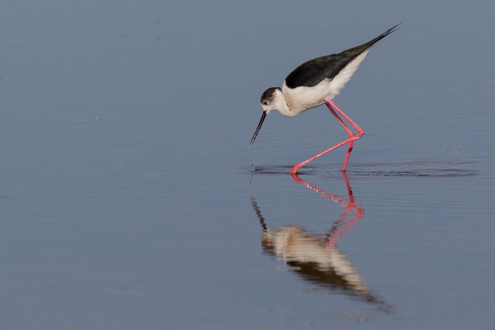 Stelzenläufer (Himantopus himantopus) im Gebiet Hölle