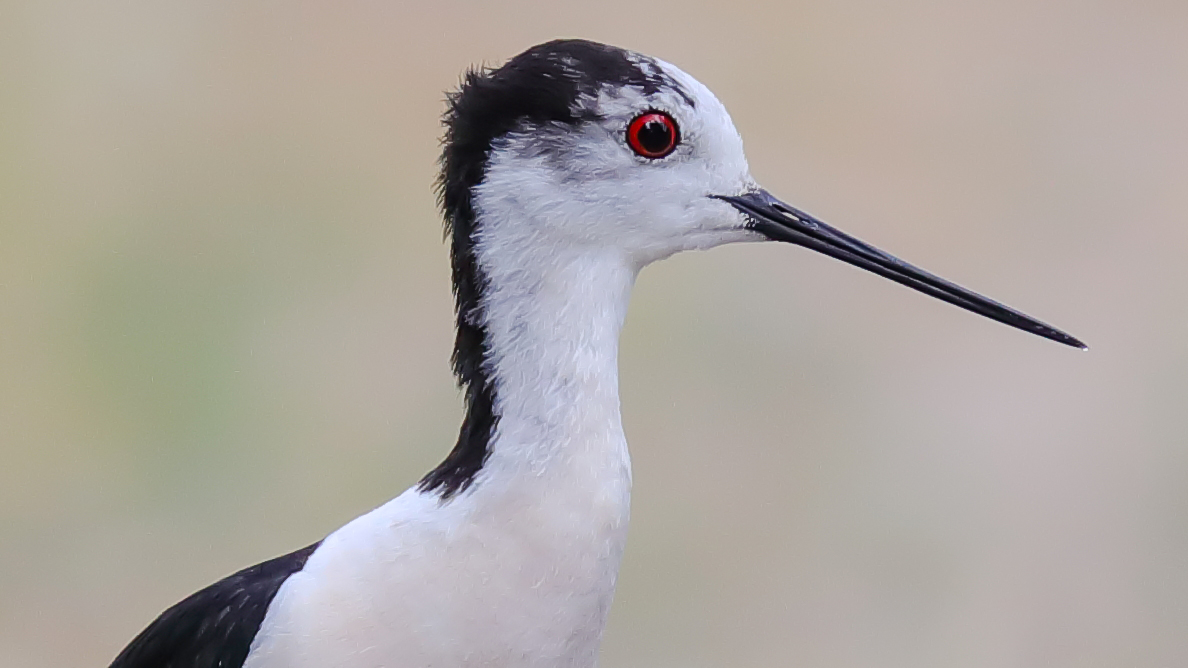 Stelzenläufer (Himantopus himantopus) Männchen