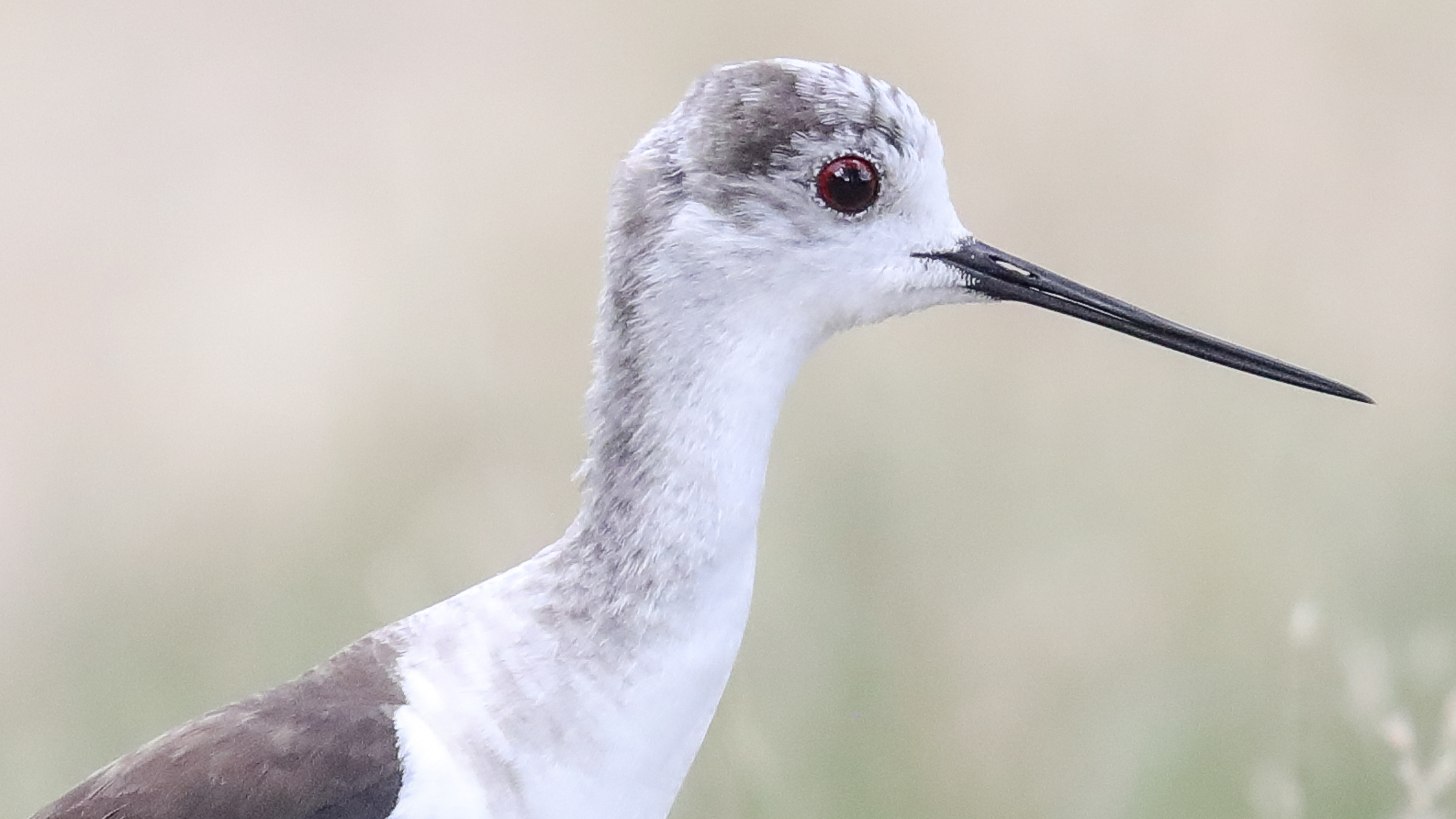 Stelzenläufer (Himantopus himantopus) Weibchen