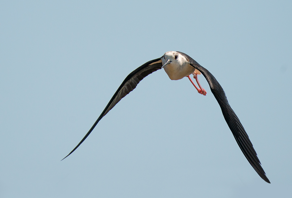 Stelzenläufer im Flug