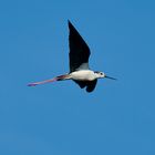 Stelzenläufer im Flug