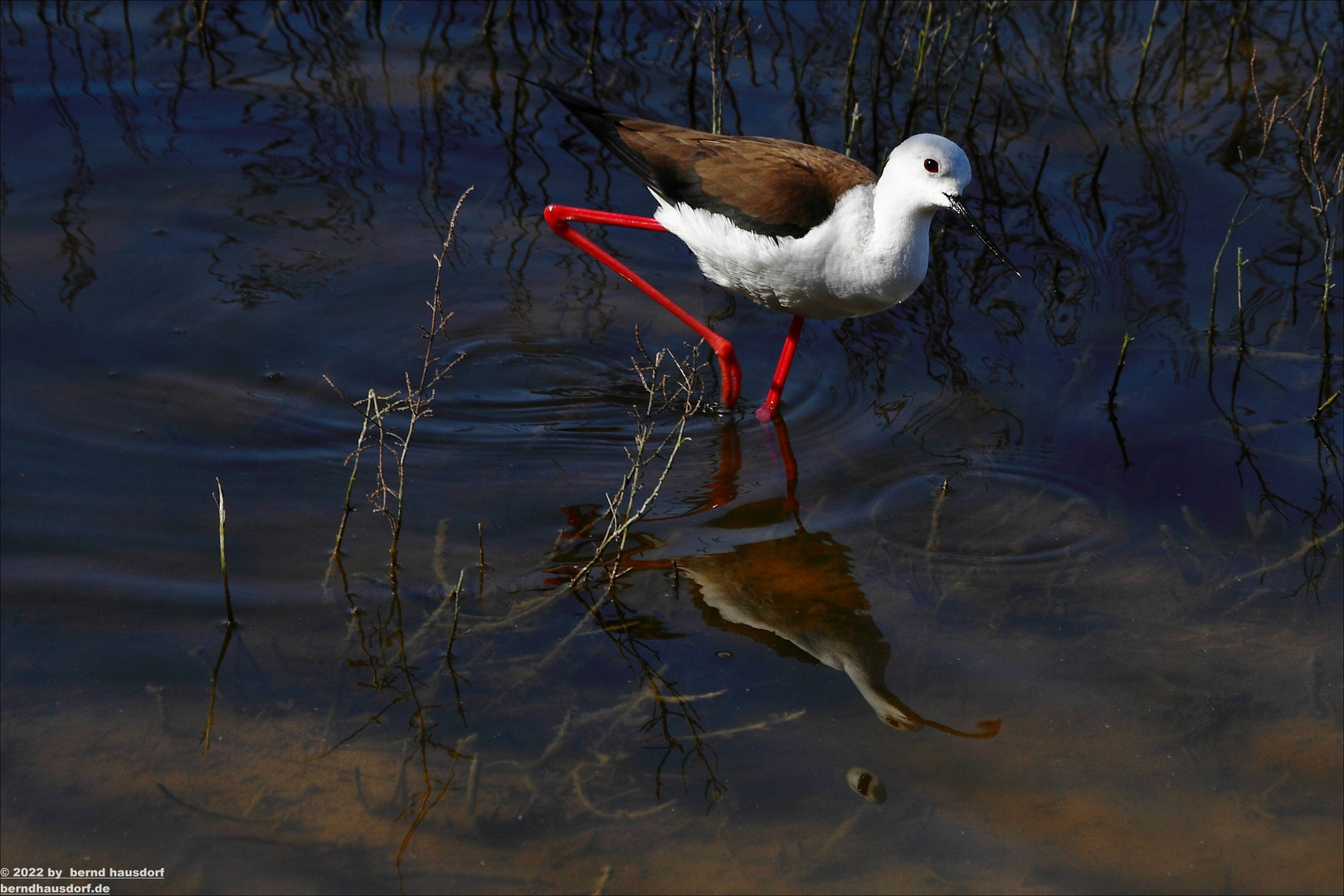 Stelzenläufer in Albufera