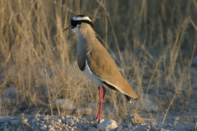 Stelzenläufer in Namibia