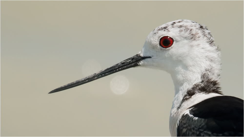 Stelzenläufer Jungvogel (Himantopus himantopus )