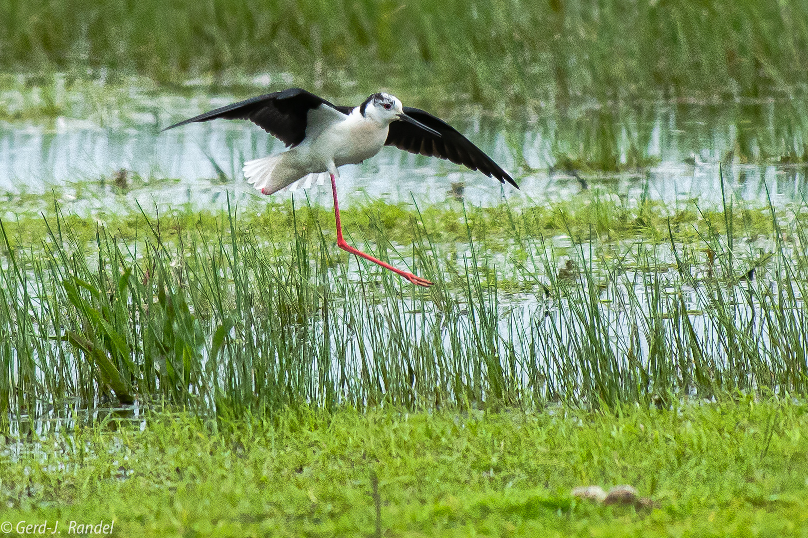 Stelzenläufer (m)