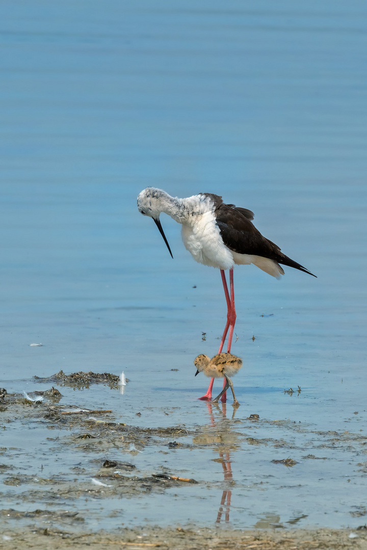 Stelzenläufer Mama (Himantopus himantopus)