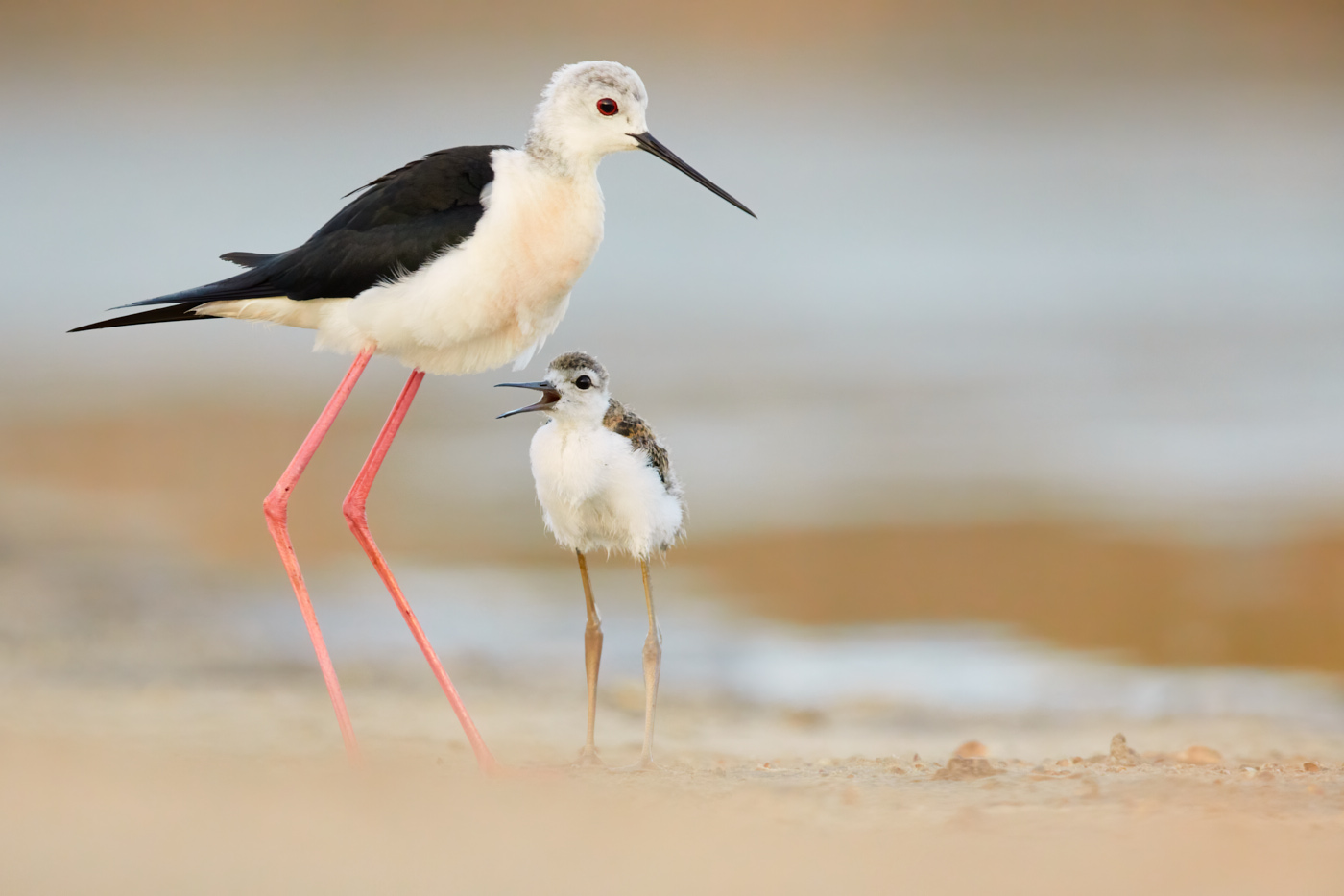 Stelzenläufer mit Jungvogel