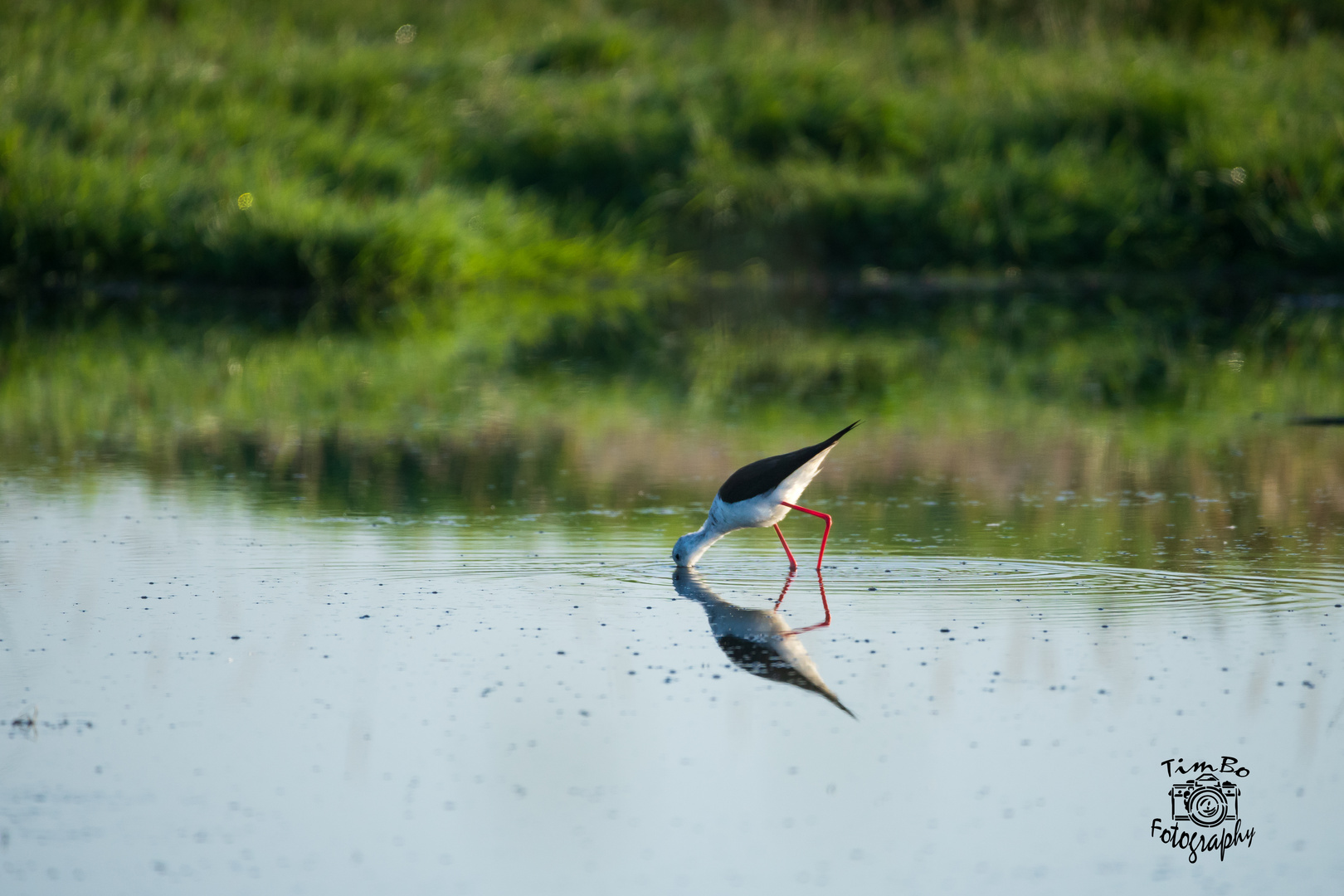 Stelzenläufer Osterfeiner Moor Dümmer