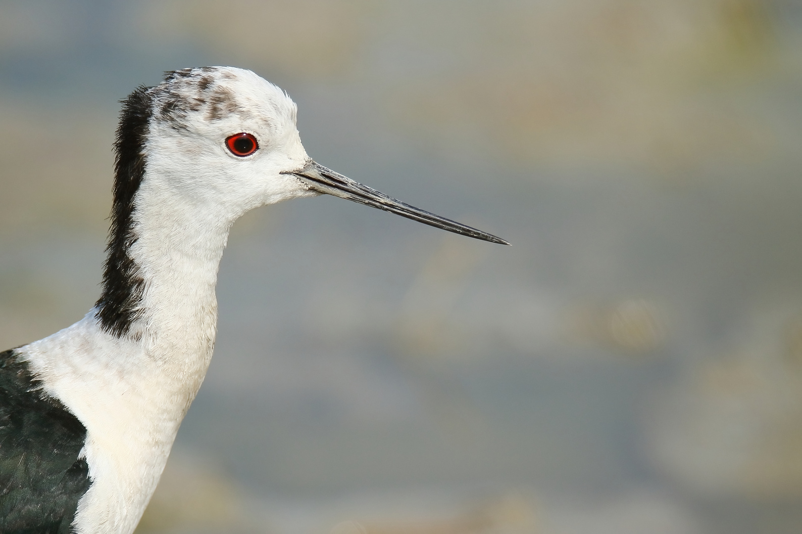 Stelzenläufer-Portrait