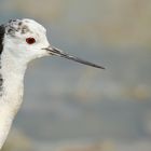 Stelzenläufer-Portrait