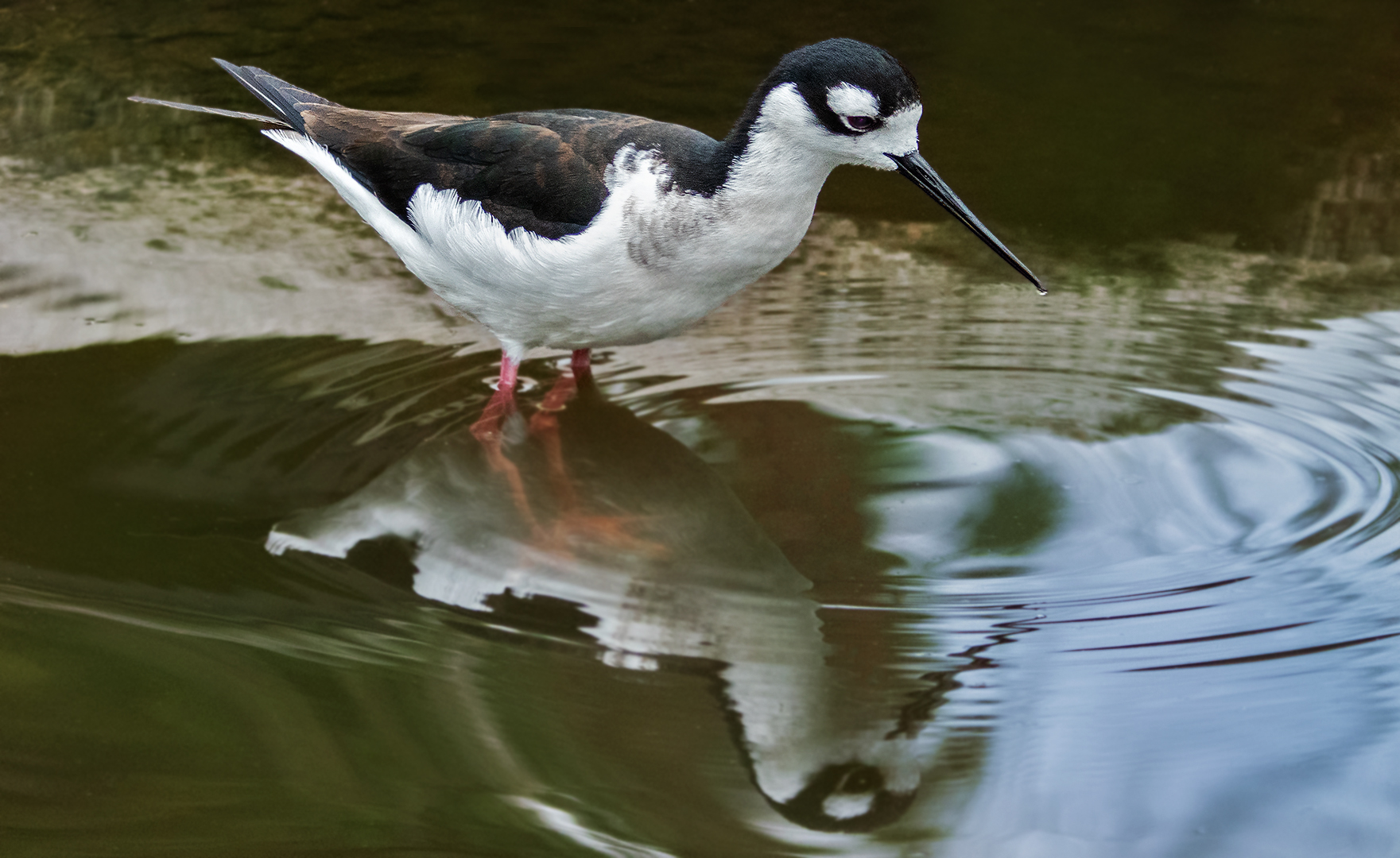 Stelzenläufer Spiegelbild 001