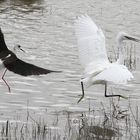 Stelzenläufer und Silberreiher