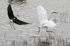 Stelzenläufer und Silberreiher