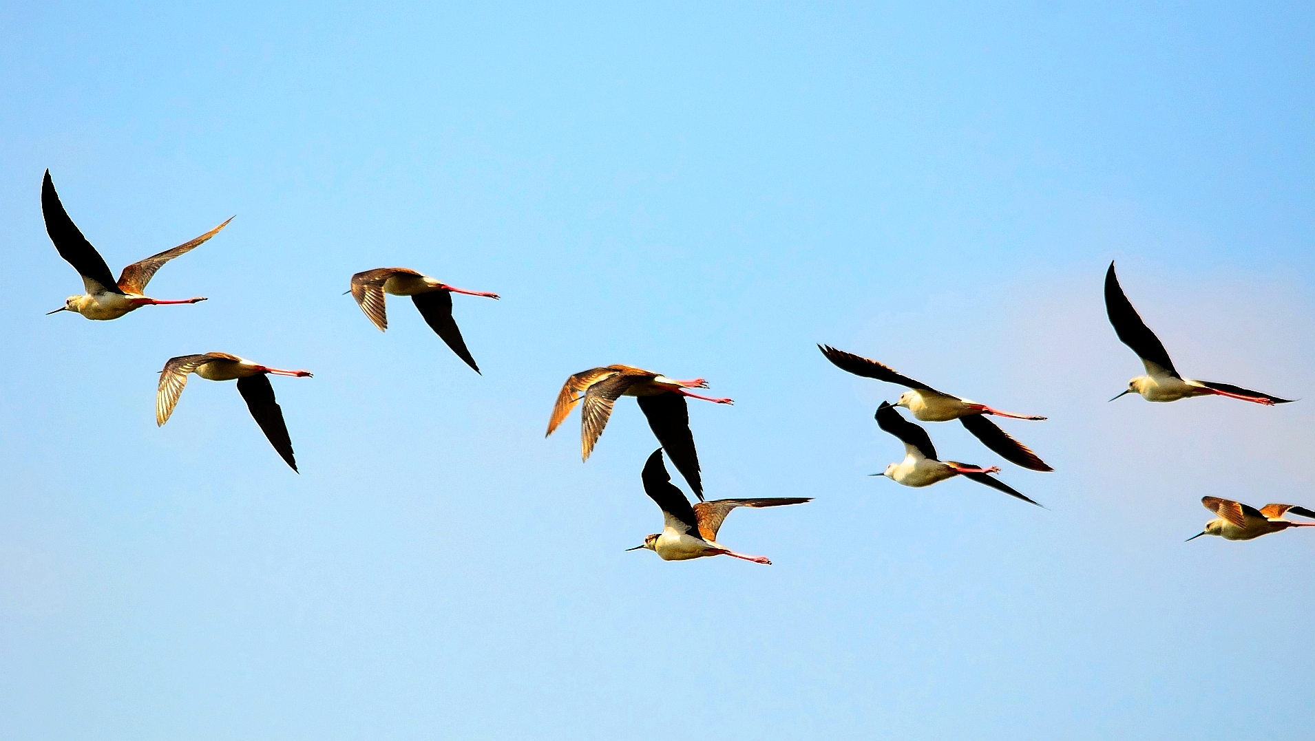 Stelzenläufer unterwegs, black winged stilt, zancudos viajandos