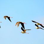 Stelzenläufer unterwegs, black winged stilt, zancudos viajandos