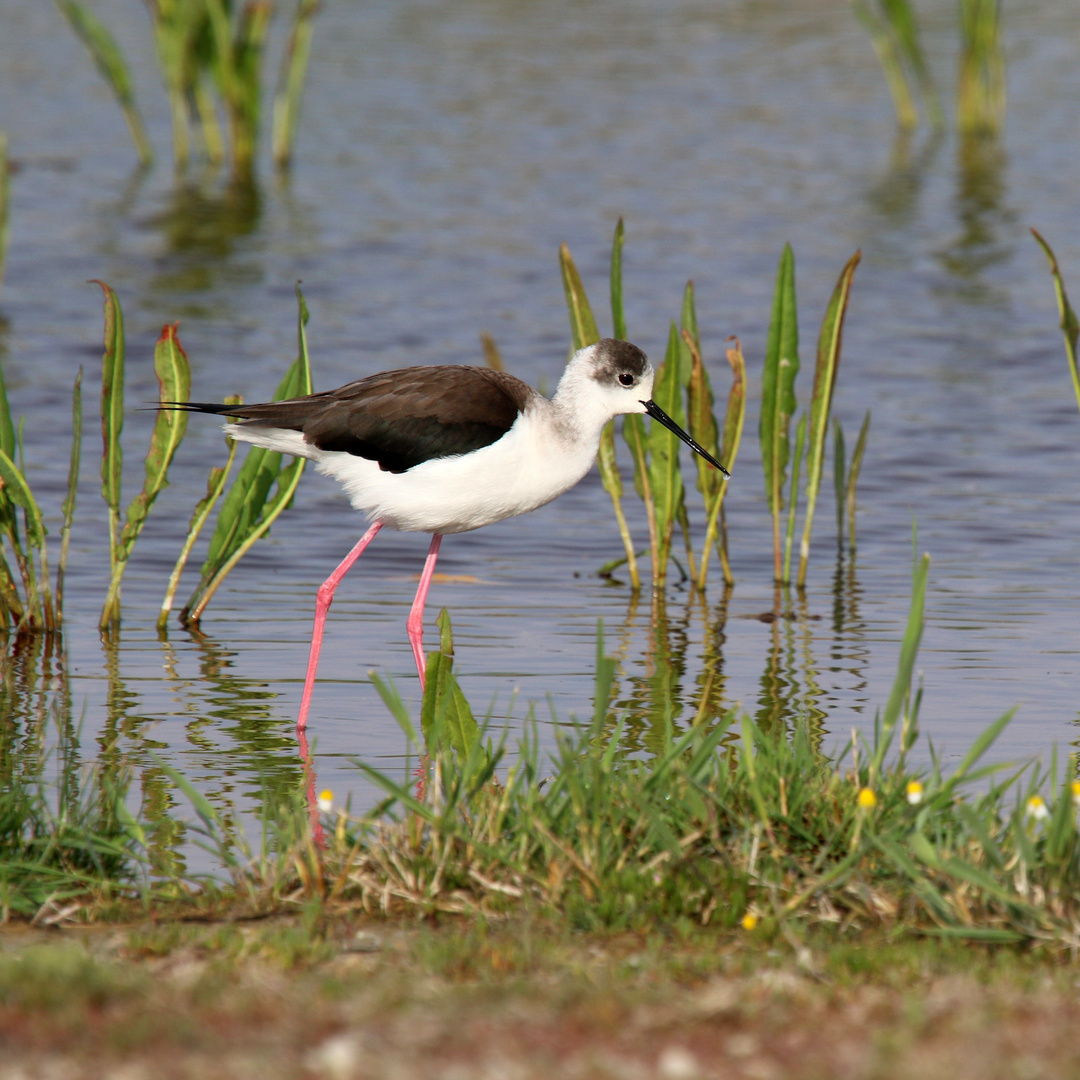 stelzenläufer vom neusiedler see