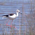 Stelzenvogel - Mallorca - Archiv