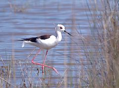 Stelzenvogel - Mallorca - Archiv