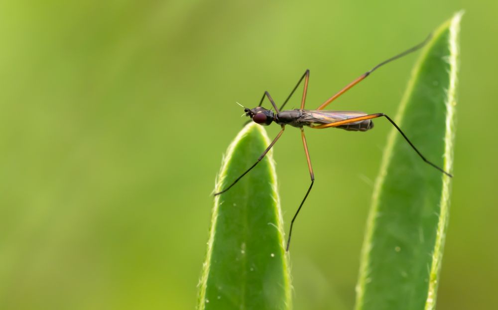 Stelzfliege (Micropeza corrigiolala) 