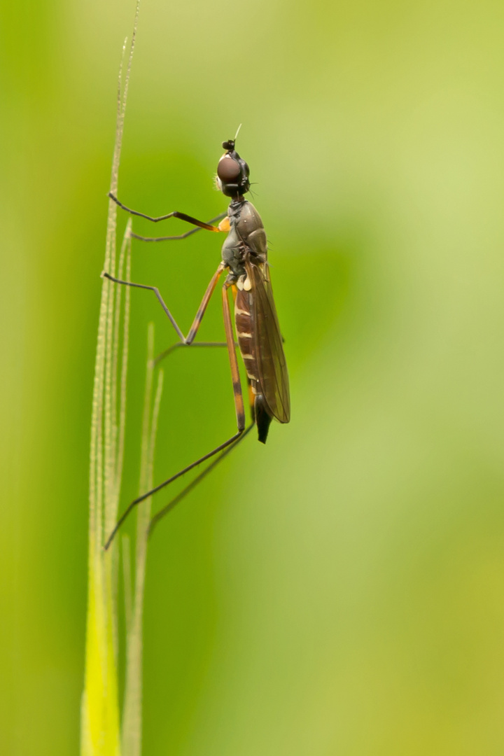 Stelzfliege (Micropeza corrigiolata)